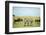 Kenya, Masai Mara National Reserve, Rear View of Zebras Looking at the Plain-Anthony Asael/Art in All of Us-Framed Photographic Print