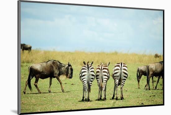 Kenya, Masai Mara National Reserve, Rear View of Zebras Looking at the Plain-Anthony Asael/Art in All of Us-Mounted Photographic Print