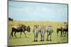 Kenya, Masai Mara National Reserve, Rear View of Zebras Looking at the Plain-Anthony Asael/Art in All of Us-Mounted Photographic Print