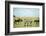 Kenya, Masai Mara National Reserve, Rear View of Zebras Looking at the Plain-Anthony Asael/Art in All of Us-Framed Photographic Print