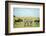 Kenya, Masai Mara National Reserve, Rear View of Zebras Looking at the Plain-Anthony Asael/Art in All of Us-Framed Photographic Print