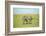 Kenya, Masai Mara National Reserve, Rear View of Zebras Looking at the Plain-Anthony Asael/Art in All of Us-Framed Photographic Print