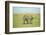 Kenya, Masai Mara National Reserve, Rear View of Zebras Looking at the Plain-Anthony Asael/Art in All of Us-Framed Photographic Print