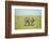 Kenya, Masai Mara National Reserve, Rear View of Zebras Looking at the Plain-Anthony Asael/Art in All of Us-Framed Photographic Print