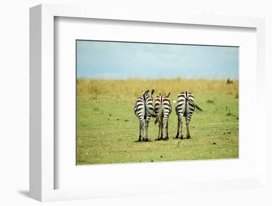 Kenya, Masai Mara National Reserve, Rear View of Zebras Looking at the Plain-Anthony Asael/Art in All of Us-Framed Photographic Print