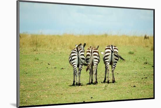 Kenya, Masai Mara National Reserve, Rear View of Zebras Looking at the Plain-Anthony Asael/Art in All of Us-Mounted Photographic Print