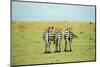 Kenya, Masai Mara National Reserve, Rear View of Zebras Looking at the Plain-Anthony Asael/Art in All of Us-Mounted Photographic Print