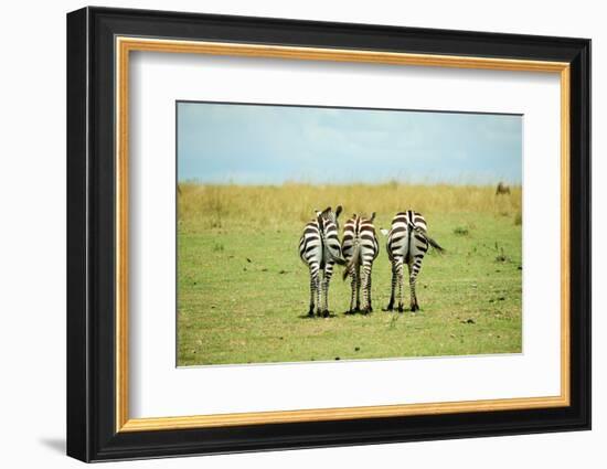 Kenya, Masai Mara National Reserve, Rear View of Zebras Looking at the Plain-Anthony Asael/Art in All of Us-Framed Photographic Print