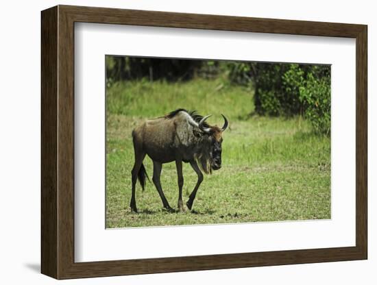 Kenya, Masai Mara National Reserve, Single Wildebeest Walking-Anthony Asael-Framed Photographic Print