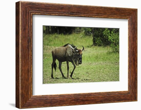 Kenya, Masai Mara National Reserve, Single Wildebeest Walking-Anthony Asael-Framed Photographic Print