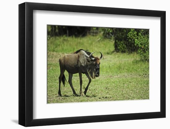 Kenya, Masai Mara National Reserve, Single Wildebeest Walking-Anthony Asael-Framed Photographic Print