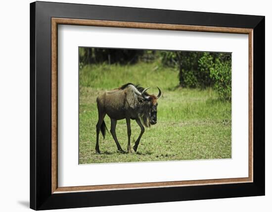 Kenya, Masai Mara National Reserve, Single Wildebeest Walking-Anthony Asael-Framed Photographic Print