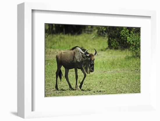 Kenya, Masai Mara National Reserve, Single Wildebeest Walking-Anthony Asael-Framed Photographic Print