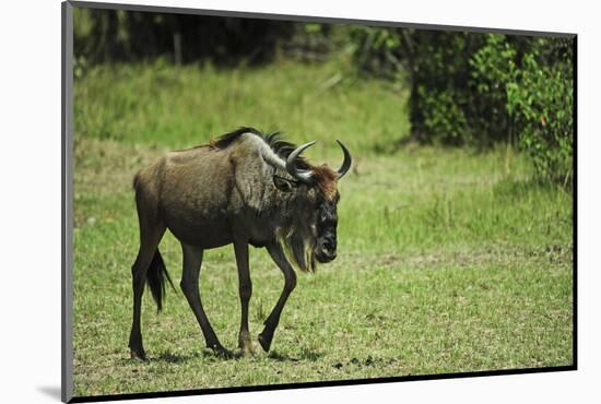 Kenya, Masai Mara National Reserve, Single Wildebeest Walking-Anthony Asael-Mounted Photographic Print