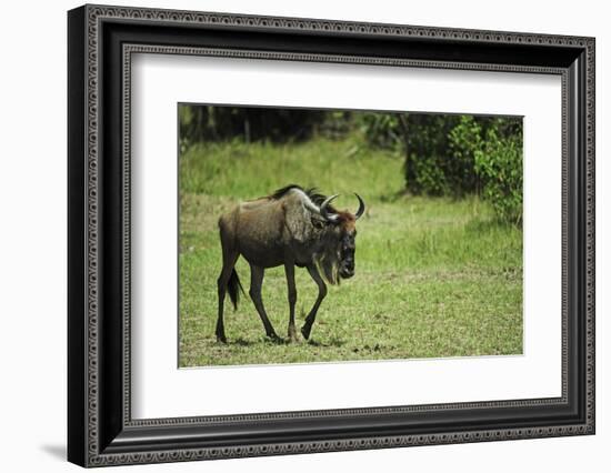 Kenya, Masai Mara National Reserve, Single Wildebeest Walking-Anthony Asael-Framed Photographic Print