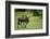 Kenya, Masai Mara National Reserve, Single Wildebeest Walking-Anthony Asael-Framed Photographic Print