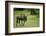 Kenya, Masai Mara National Reserve, Single Wildebeest Walking-Anthony Asael-Framed Photographic Print