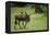 Kenya, Masai Mara National Reserve, Single Wildebeest Walking-Anthony Asael-Framed Premier Image Canvas