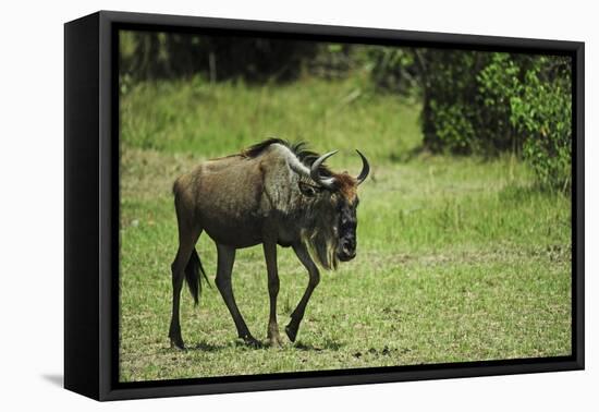 Kenya, Masai Mara National Reserve, Single Wildebeest Walking-Anthony Asael-Framed Premier Image Canvas