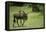 Kenya, Masai Mara National Reserve, Single Wildebeest Walking-Anthony Asael-Framed Premier Image Canvas