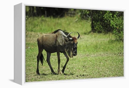 Kenya, Masai Mara National Reserve, Single Wildebeest Walking-Anthony Asael-Framed Premier Image Canvas