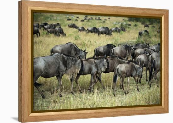 Kenya, Masai Mara National Reserve, Wildebeest Walking-Anthony Asael-Framed Premier Image Canvas