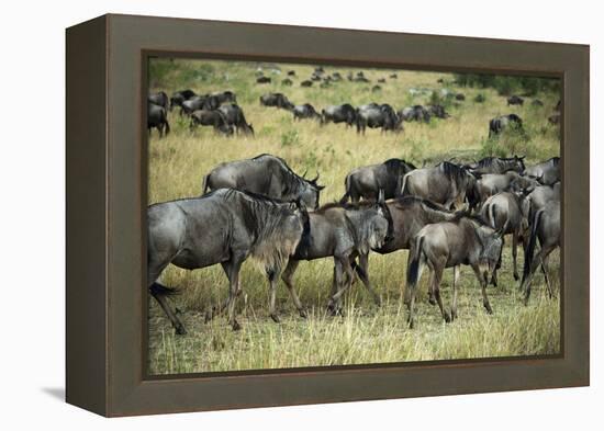 Kenya, Masai Mara National Reserve, Wildebeest Walking-Anthony Asael-Framed Premier Image Canvas