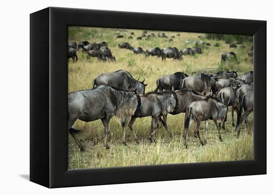 Kenya, Masai Mara National Reserve, Wildebeest Walking-Anthony Asael-Framed Premier Image Canvas