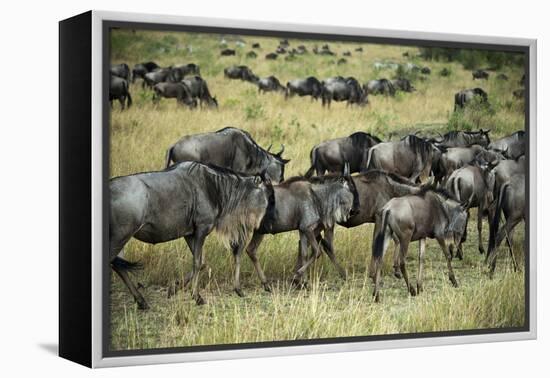 Kenya, Masai Mara National Reserve, Wildebeest Walking-Anthony Asael-Framed Premier Image Canvas