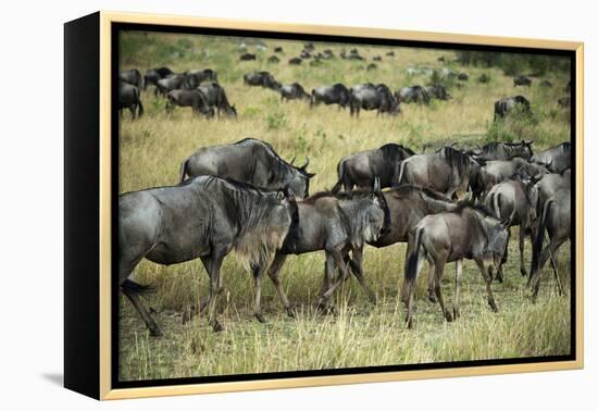 Kenya, Masai Mara National Reserve, Wildebeest Walking-Anthony Asael-Framed Premier Image Canvas