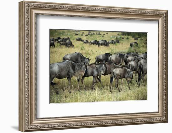 Kenya, Masai Mara National Reserve, Wildebeest Walking-Anthony Asael-Framed Photographic Print