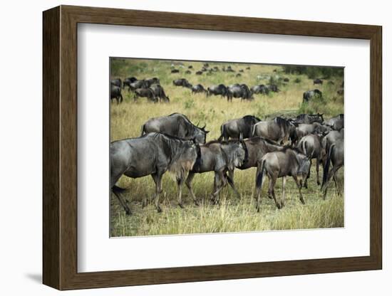Kenya, Masai Mara National Reserve, Wildebeest Walking-Anthony Asael-Framed Photographic Print