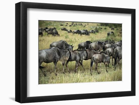 Kenya, Masai Mara National Reserve, Wildebeest Walking-Anthony Asael-Framed Photographic Print