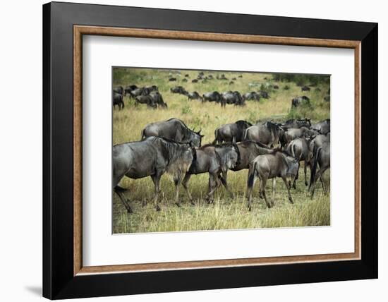 Kenya, Masai Mara National Reserve, Wildebeest Walking-Anthony Asael-Framed Photographic Print