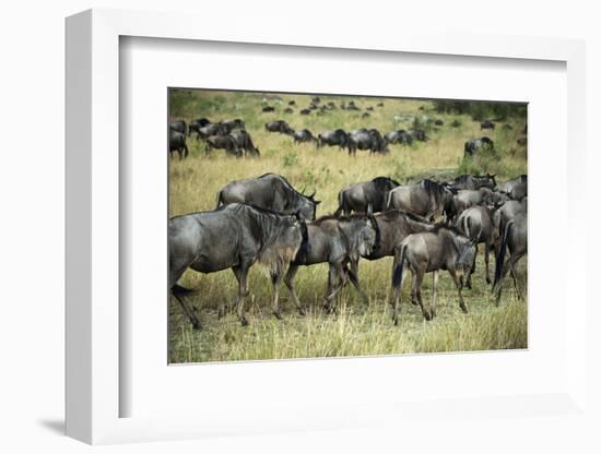 Kenya, Masai Mara National Reserve, Wildebeest Walking-Anthony Asael-Framed Photographic Print