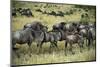 Kenya, Masai Mara National Reserve, Wildebeest Walking-Anthony Asael-Mounted Photographic Print