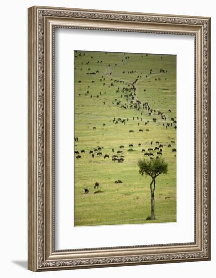 Kenya, Masai Mara, Thousands of Wildebeest Preparing of the Migration-Anthony Asael-Framed Photographic Print