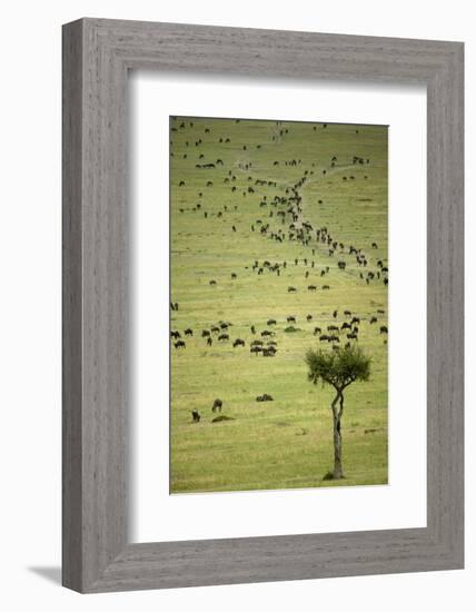 Kenya, Masai Mara, Thousands of Wildebeest Preparing of the Migration-Anthony Asael-Framed Photographic Print