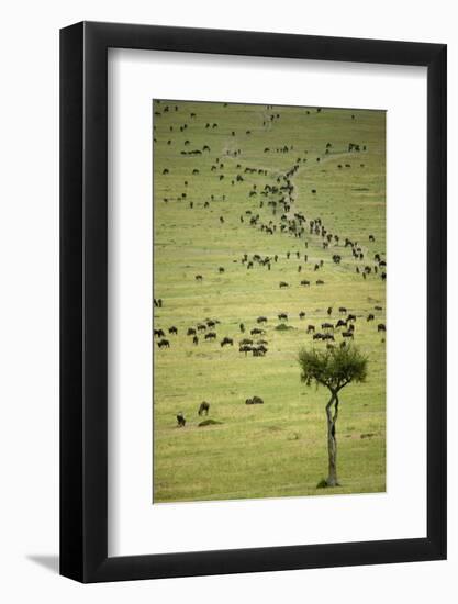 Kenya, Masai Mara, Thousands of Wildebeest Preparing of the Migration-Anthony Asael-Framed Photographic Print