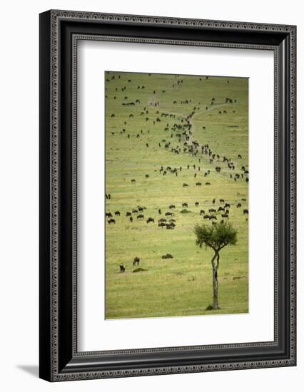 Kenya, Masai Mara, Thousands of Wildebeest Preparing of the Migration-Anthony Asael-Framed Photographic Print