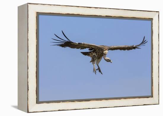 Kenya, Masai Mara-Nigel Pavitt-Framed Premier Image Canvas