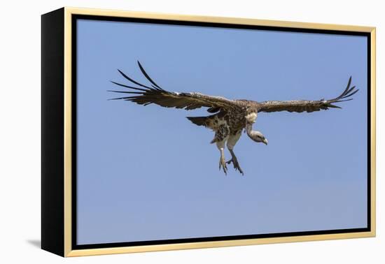 Kenya, Masai Mara-Nigel Pavitt-Framed Premier Image Canvas