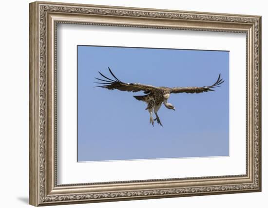 Kenya, Masai Mara-Nigel Pavitt-Framed Photographic Print