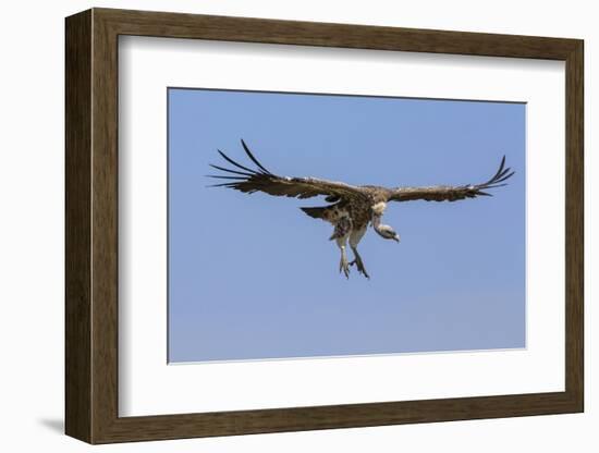 Kenya, Masai Mara-Nigel Pavitt-Framed Photographic Print