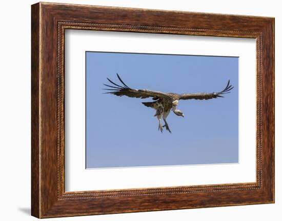 Kenya, Masai Mara-Nigel Pavitt-Framed Photographic Print