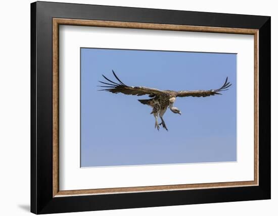 Kenya, Masai Mara-Nigel Pavitt-Framed Photographic Print