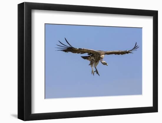 Kenya, Masai Mara-Nigel Pavitt-Framed Photographic Print