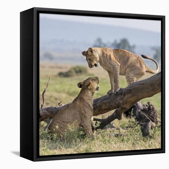 Kenya, Masai Mara-Nigel Pavitt-Framed Premier Image Canvas