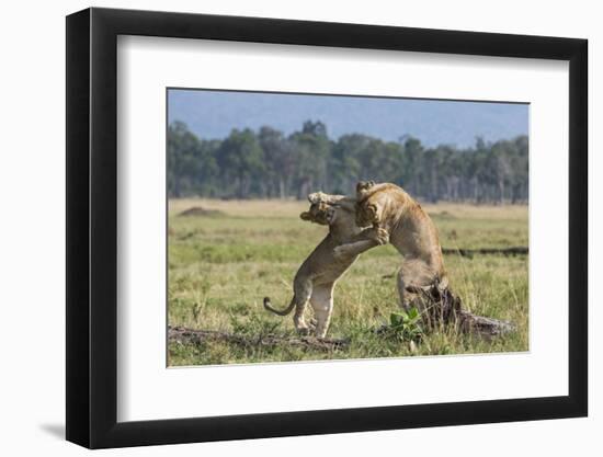 Kenya, Masai Mara-Nigel Pavitt-Framed Photographic Print