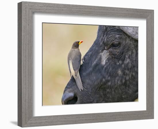 Kenya, Masai Mara-Nigel Pavitt-Framed Photographic Print